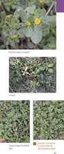 Load image into Gallery viewer, C1397 - Identifying Weeds in Midwestern Turf and Landscapes