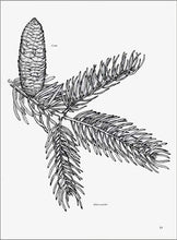Load image into Gallery viewer, SP90 - Needled Evergreens for the Midwest