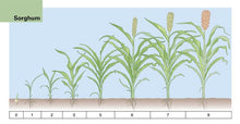 Load image into Gallery viewer, C1389 - Pocket Guide to Crop Development
