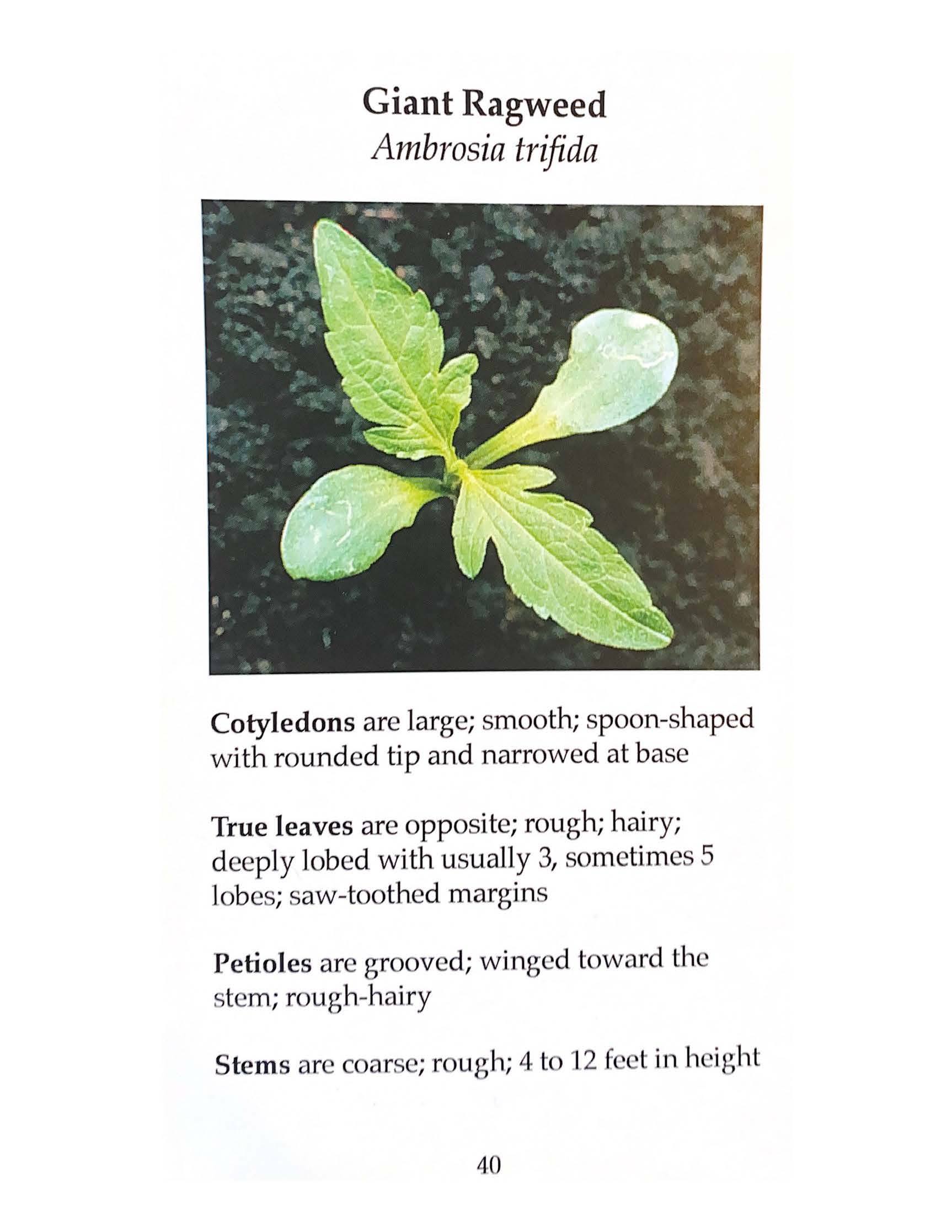 X840a - Vegetative Identification of Common Row Crop Weeds