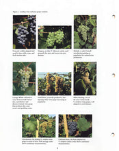 Load image into Gallery viewer, IB233 - Wine and Juice Grape Varieties-Cool Climates
