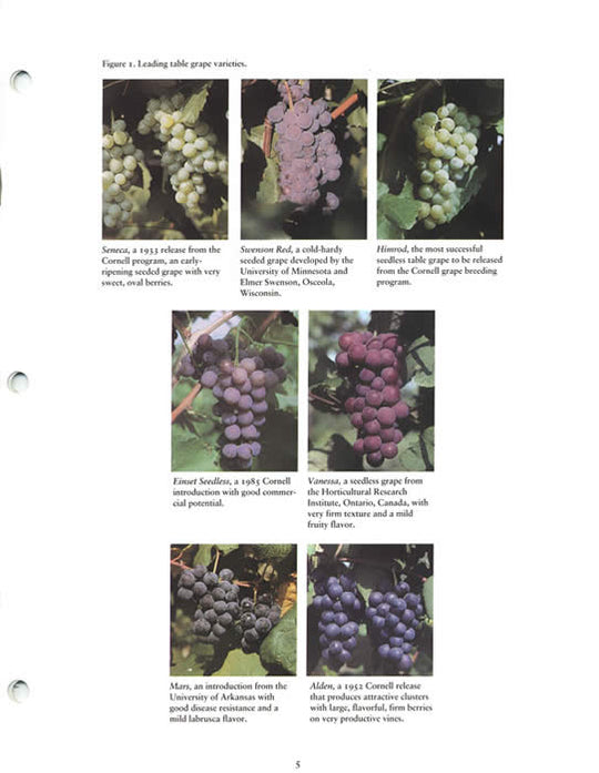 IB234 Table Grape Varieties for Cool Climates University of
