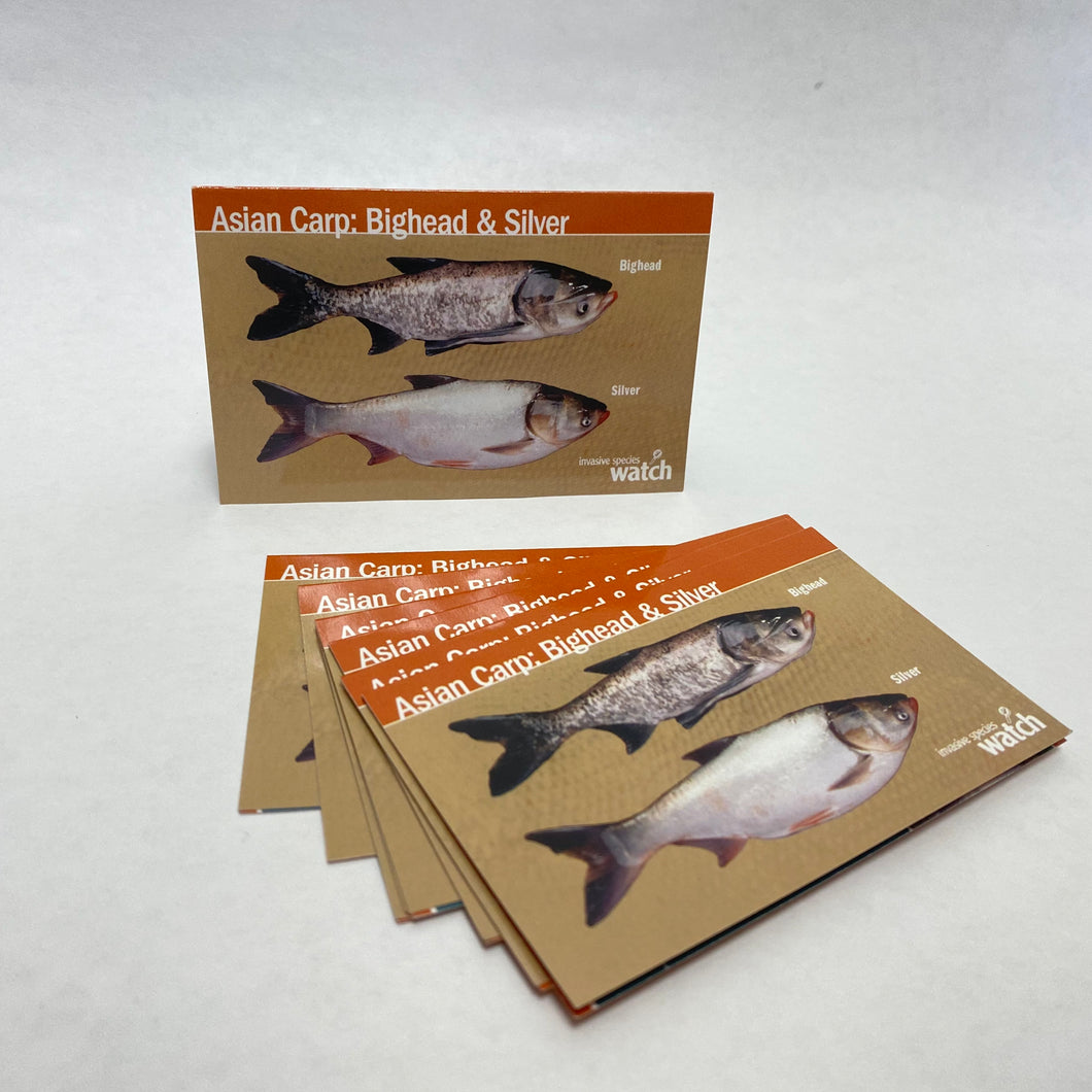 IISG-15-013 - Asian Carp: Bighead and Silver — Identification Card