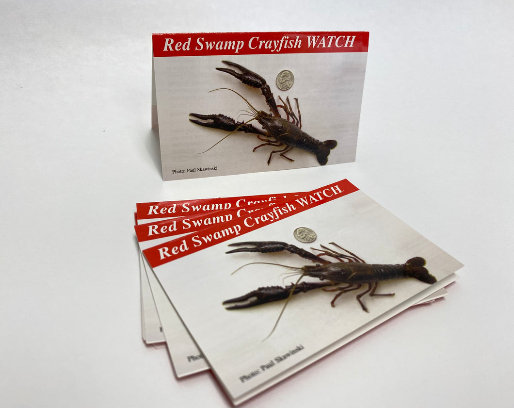 RSC-IDCard-12 - Red Swamp Crayfish — Identification Card