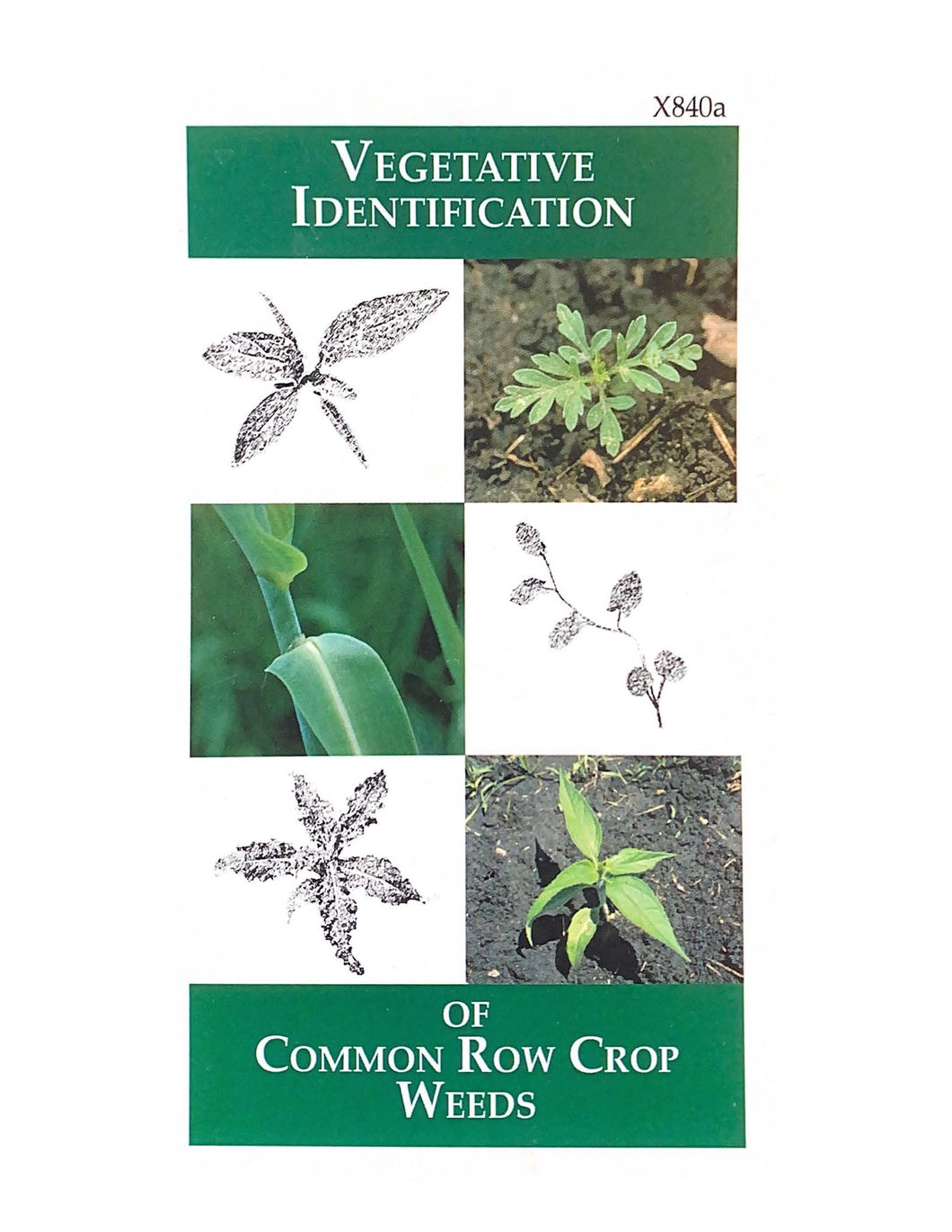 X840a - Vegetative Identification of Common Row Crop Weeds